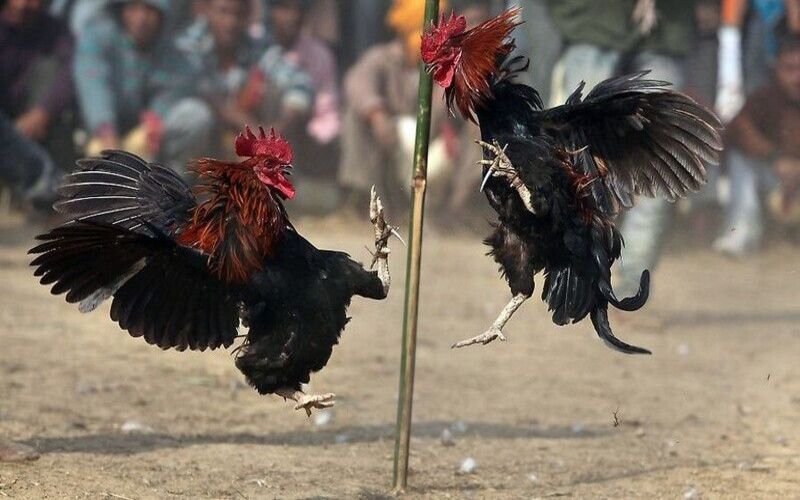 ร่วมลุ้นแมตช์ไก่ชน Thomo สุดมันได้ง่าย ๆ ที่ NEW88