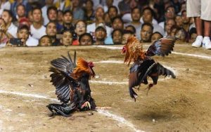 ไก่ชน Thomo – ประสบการณ์สนามเดิมพันระดับพรีเมียม 2025 ที่ NEW88