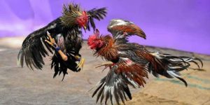 ไก่ชนกัมพูชา 2025 – ศึกดวลเดือดของเหล่าขุนศึกเวที