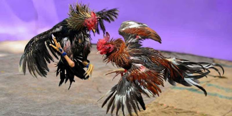 ไก่ชนกัมพูชา 2025 – ศึกดวลเดือดของเหล่าขุนศึกเวที